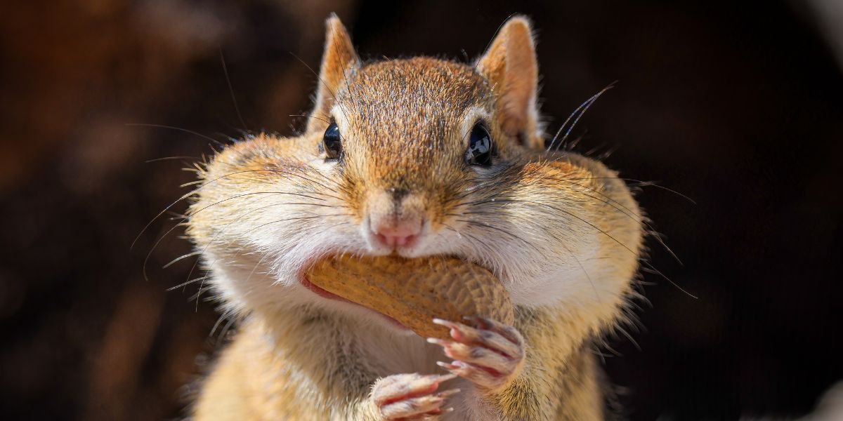 Chipmunk