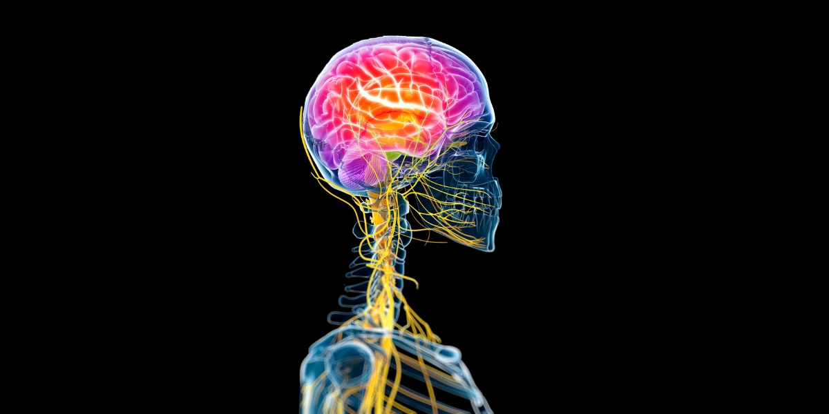 chronic pain relief brainstem insights