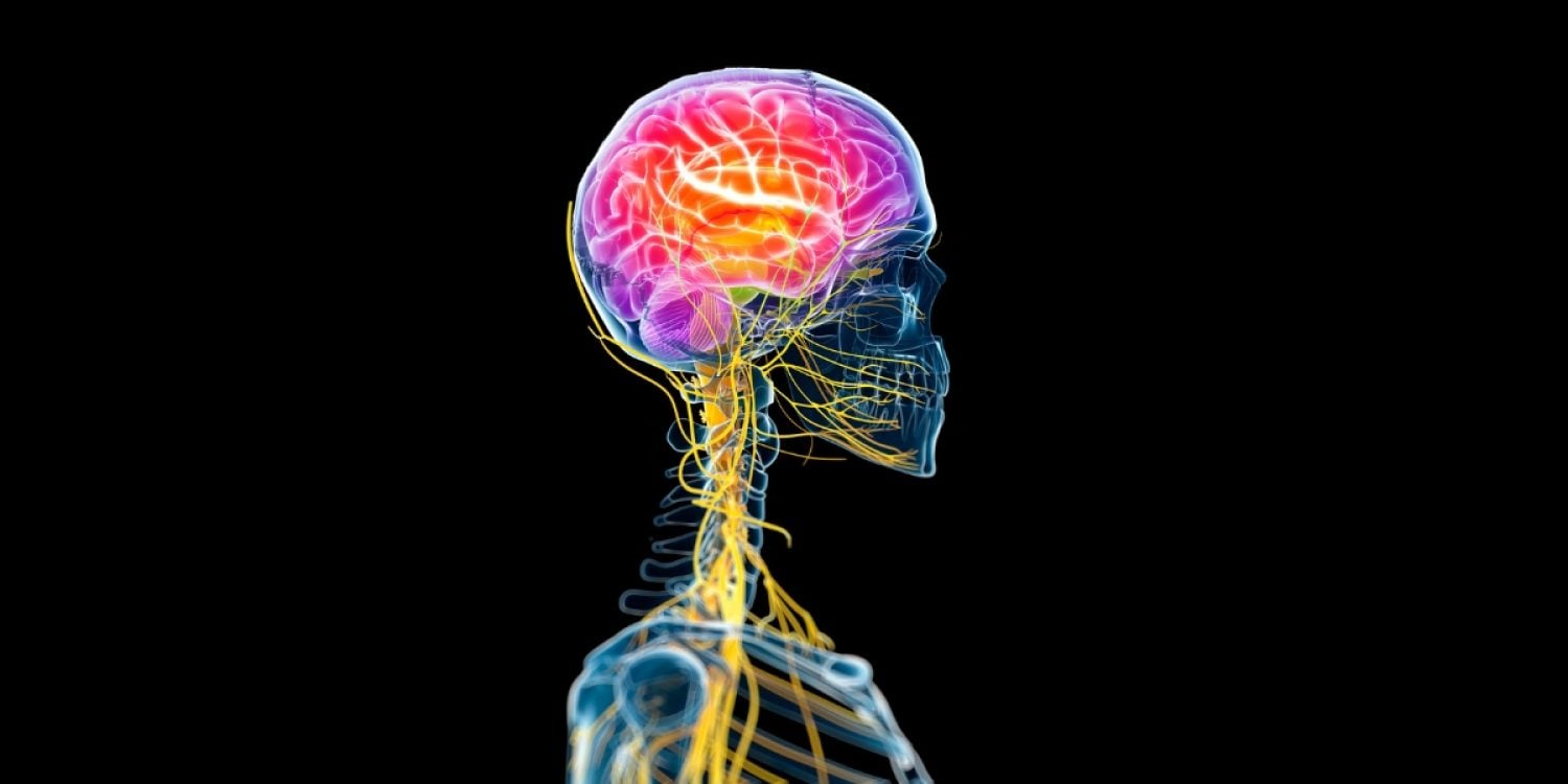 chronic pain relief brainstem insights